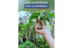 CU都是嘴馋惹的祸食用野菜需谨慎尊龙凯时